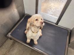 Shelter Stray Unknown Dog last seen , 1640 9th St, Santa Monica, CA 90404, USA