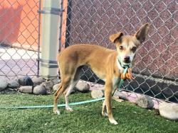 Shelter Stray Female Dog last seen 27TH AVE AND INDIAN SCHOOL RD, 2500 S 27th Ave, Phoenix, AZ 85009, USA