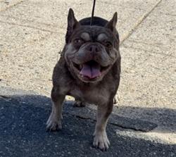 Shelter Stray Female Dog last seen MARINE / 18TH, 1640 9th St, Santa Monica, CA 90404, USA