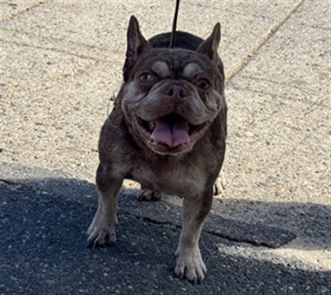Shelter Stray Female Dog last seen MARINE / 18TH, 1640 9th St, Santa Monica, CA 90404, USA