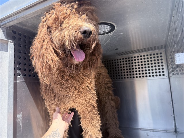 Shelter Stray Female Dog last seen 27TH AVE AND DOBBINS R, 2500 S 27th Ave, Phoenix, AZ 85009, USA