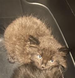 Shelter Stray Male Cat last seen Near BLOCK S DECKER LAKE DR, WEST VALLEY CITY UT 84119, 4522 W 3500 S, West Valley City, UT 84120, USA