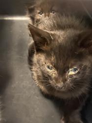 Shelter Stray Male Cat last seen Near BLOCK S DECKER LAKE DR, WEST VALLEY CITY UT 84119, 4522 W 3500 S, West Valley City, UT 84120, USA