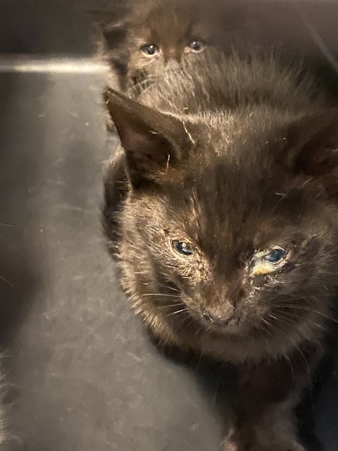 Shelter Stray Male Cat last seen Near BLOCK S DECKER LAKE DR, WEST VALLEY CITY UT 84119, 4522 W 3500 S, West Valley City, UT 84120, USA