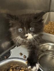 Shelter Stray Male Cat last seen Near BLOCK S DECKER LAKE DR, WEST VALLEY CITY UT 84119, 4522 W 3500 S, West Valley City, UT 84120, USA