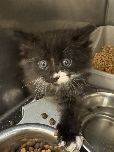 Shelter Stray Male Cat last seen Near BLOCK S DECKER LAKE DR, WEST VALLEY CITY UT 84119, 4522 W 3500 S, West Valley City, UT 84120, USA
