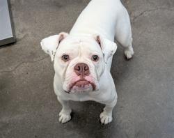 Shelter Stray Female Dog last seen , 4000 N Silverbell Rd, Tucson, AZ 85745, USA