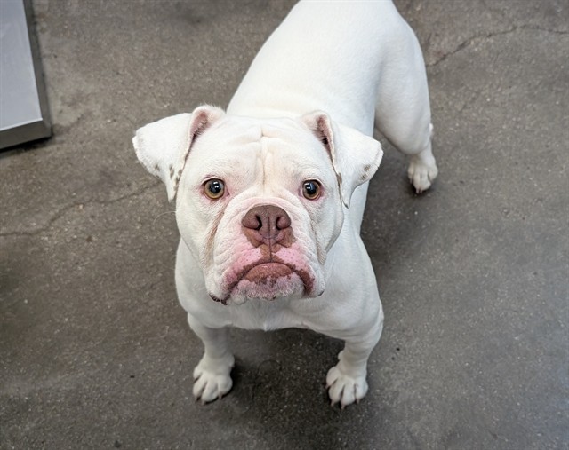Shelter Stray Female Dog last seen , 4000 N Silverbell Rd, Tucson, AZ 85745, USA