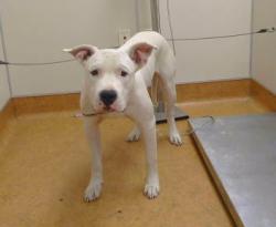 Shelter Stray Male Dog last seen ORANGE AVE/SUNRISE BLVD, 95628, 3839 Bradshaw Rd, Sacramento, CA 95827, USA