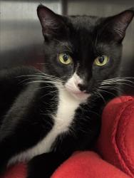 Shelter Stray Female Cat last seen , 11361 W Pico Blvd, Los Angeles, CA 90064, USA