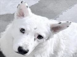 Shelter Stray Female Dog last seen , 11361 W Pico Blvd, Los Angeles, CA 90064, USA