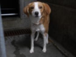 Shelter Stray Female Dog last seen , 11361 W Pico Blvd, Los Angeles, CA 90064, USA