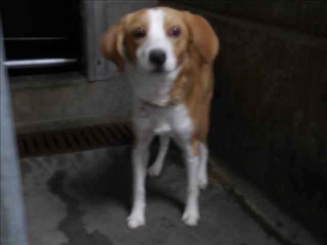Shelter Stray Female Dog last seen , 11361 W Pico Blvd, Los Angeles, CA 90064, USA