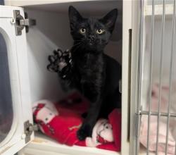 Shelter Stray Male Cat last seen , 600 Aviation Dr, Camarillo, CA 93010, USA