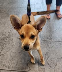 Shelter Stray Female Dog last seen , 11361 W Pico Blvd, Los Angeles, CA 90064, USA