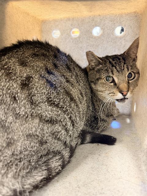 Shelter Stray Male Cat last seen , 600 Aviation Dr, Camarillo, CA 93010, USA