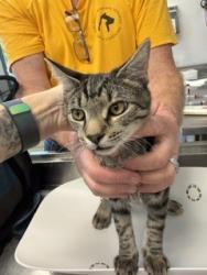 Shelter Stray Male Cat last seen BURLINGTON AC, 221 Stone Quarry Rd, Burlington, NC 27217, USA
