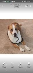 Reunited Male Dog last seen Durango, Frisco, TX 75034