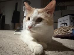Reunited Male Cat last seen Kingery and 91st, Willowbrook, IL 60527