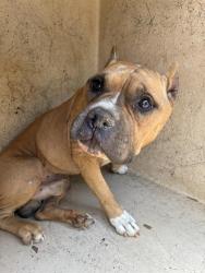 Shelter Stray Male Dog last seen Near BLOCK N HIWASSEE RD, SPENCER OK 73084, 2811 SE 29th St, Oklahoma City, OK 73129, USA