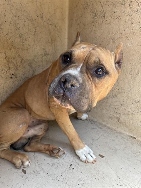 Shelter Stray Male Dog last seen Near BLOCK N HIWASSEE RD, SPENCER OK 73084, 2811 SE 29th St, Oklahoma City, OK 73129, USA