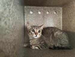 Shelter Stray Unknown Cat last seen Near BLOCK E MILDRED, 227 N D St, Perris, CA 92570, USA