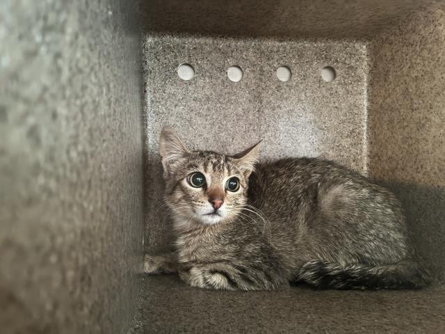 Shelter Stray Unknown Cat last seen Near BLOCK E MILDRED, 227 N D St, Perris, CA 92570, USA