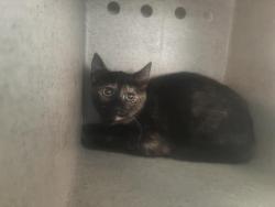 Shelter Stray Female Cat last seen Near BLOCK E MILDRED, 227 N D St, Perris, CA 92570, USA