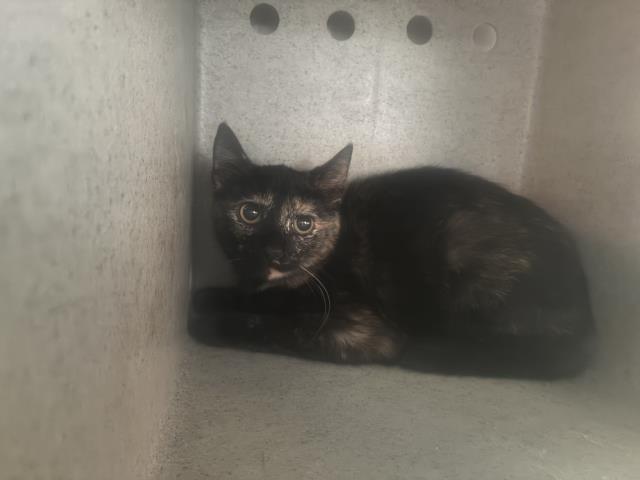 Shelter Stray Female Cat last seen Near BLOCK E MILDRED, 227 N D St, Perris, CA 92570, USA