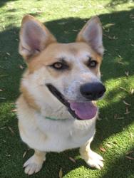Shelter Stray Male Dog last seen , 1850 W 60th St, Los Angeles, CA 90047, USA