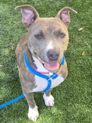 Shelter Stray Female Dog last seen , 1850 W 60th St, Los Angeles, CA 90047, USA