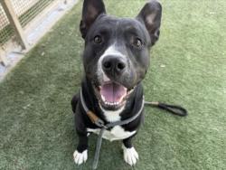 Shelter Stray Male Dog last seen , 1850 W 60th St, Los Angeles, CA 90047, USA