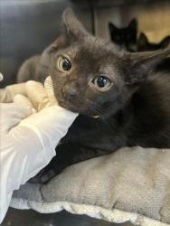 Shelter Stray Male Cat last seen , 1850 W 60th St, Los Angeles, CA 90047, USA