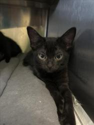 Shelter Stray Female Cat last seen , 1850 W 60th St, Los Angeles, CA 90047, USA