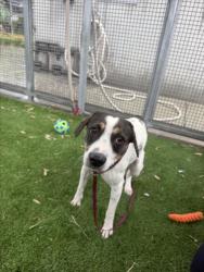 Shelter Stray Male Dog last seen , 1850 W 60th St, Los Angeles, CA 90047, USA