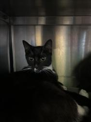 Shelter Stray Female Cat last seen , 1850 W 60th St, Los Angeles, CA 90047, USA
