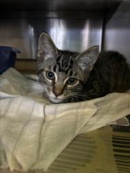 Shelter Stray Male Cat last seen , 1850 W 60th St, Los Angeles, CA 90047, USA
