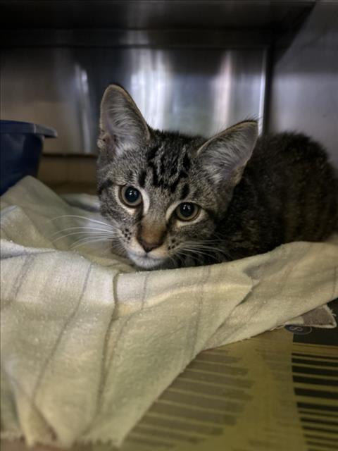 Shelter Stray Male Cat last seen , 1850 W 60th St, Los Angeles, CA 90047, USA