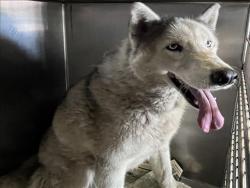 Shelter Stray Male Dog last seen , 1850 W 60th St, Los Angeles, CA 90047, USA