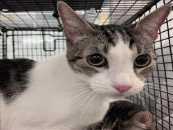 Shelter Stray Female Cat last seen , 1850 W 60th St, Los Angeles, CA 90047, USA