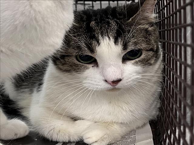 Shelter Stray Female Cat last seen , 1850 W 60th St, Los Angeles, CA 90047, USA