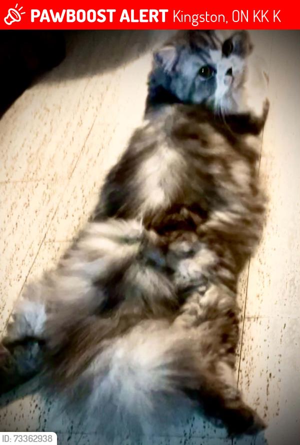 Lost Male Cat last seen Montreal st or Daly st, Kingston, ON K7K 3K7