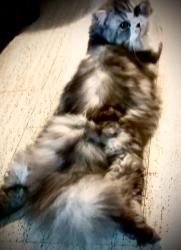 Lost Male Cat last seen Montreal st or Daly st, Kingston, ON K7K 3K7