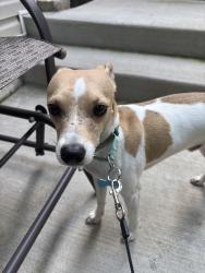 Reunited Male Dog last seen Clybourn and Oakley, Chicago, IL 60618