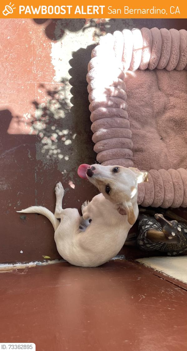 Found/Stray Female Dog last seen Near w Virginia cir, San Bernardino, CA 92405