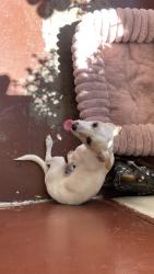 Found/Stray Female Dog last seen Near w Virginia cir, San Bernardino, CA 92405