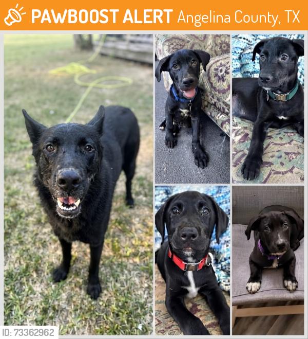 Surrendered Female Dog last seen Hanks creek park location, Angelina County, TX 75949