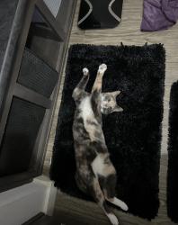 Lost Female Cat last seen Near cleburne texas, Cleburne, TX 76031