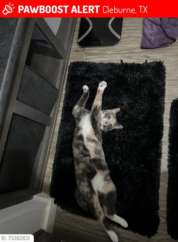 Lost Female Cat last seen Near cleburne texas, Cleburne, TX 76031