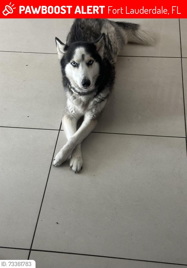 Lost Female Dog last seen Nw 15th ave and 15th pl, Fort Lauderdale, FL 33311